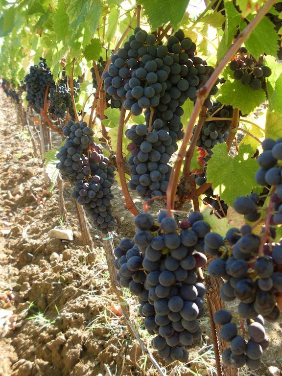Agriturismo Amina, Winery & Hiking Vagliagli المظهر الخارجي الصورة